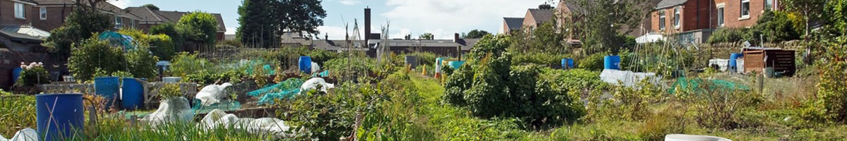 Photo of allotments in Penistone Photo of allotments in Penistone